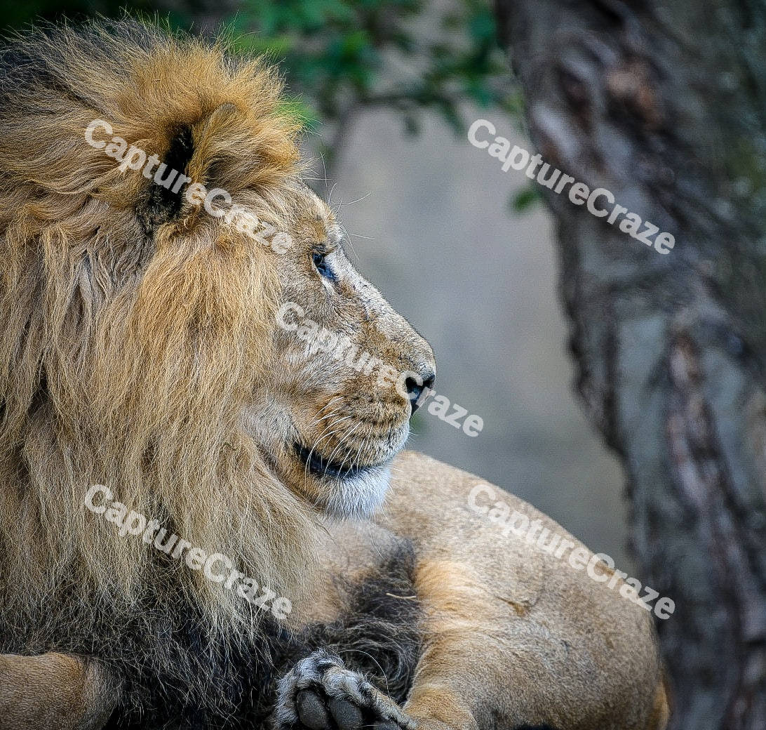Lion on the ground